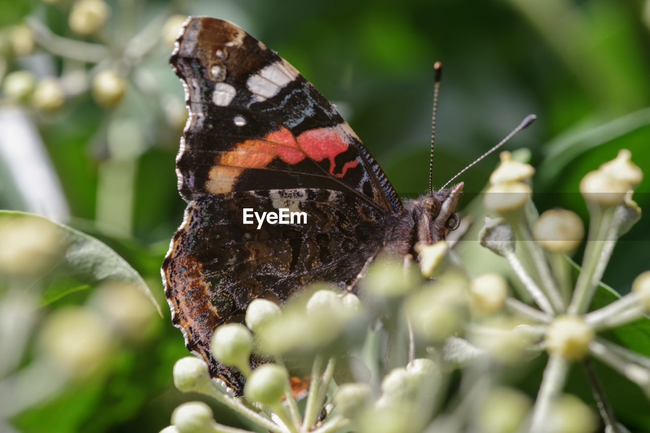 Close-up of butterfly on plant