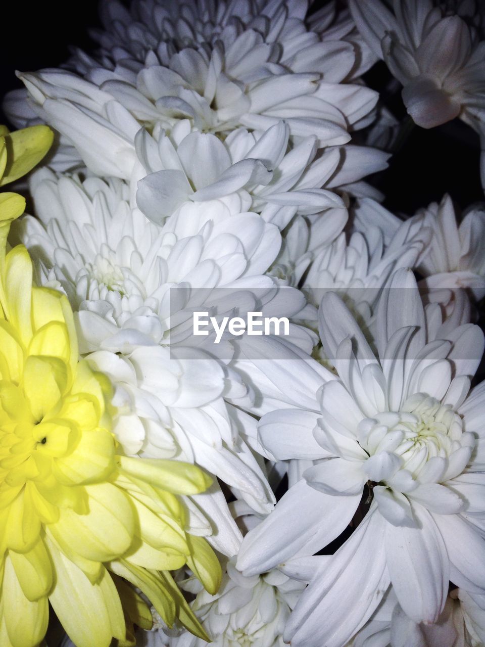 CLOSE-UP OF WHITE FLOWERS BLOOMING OUTDOORS