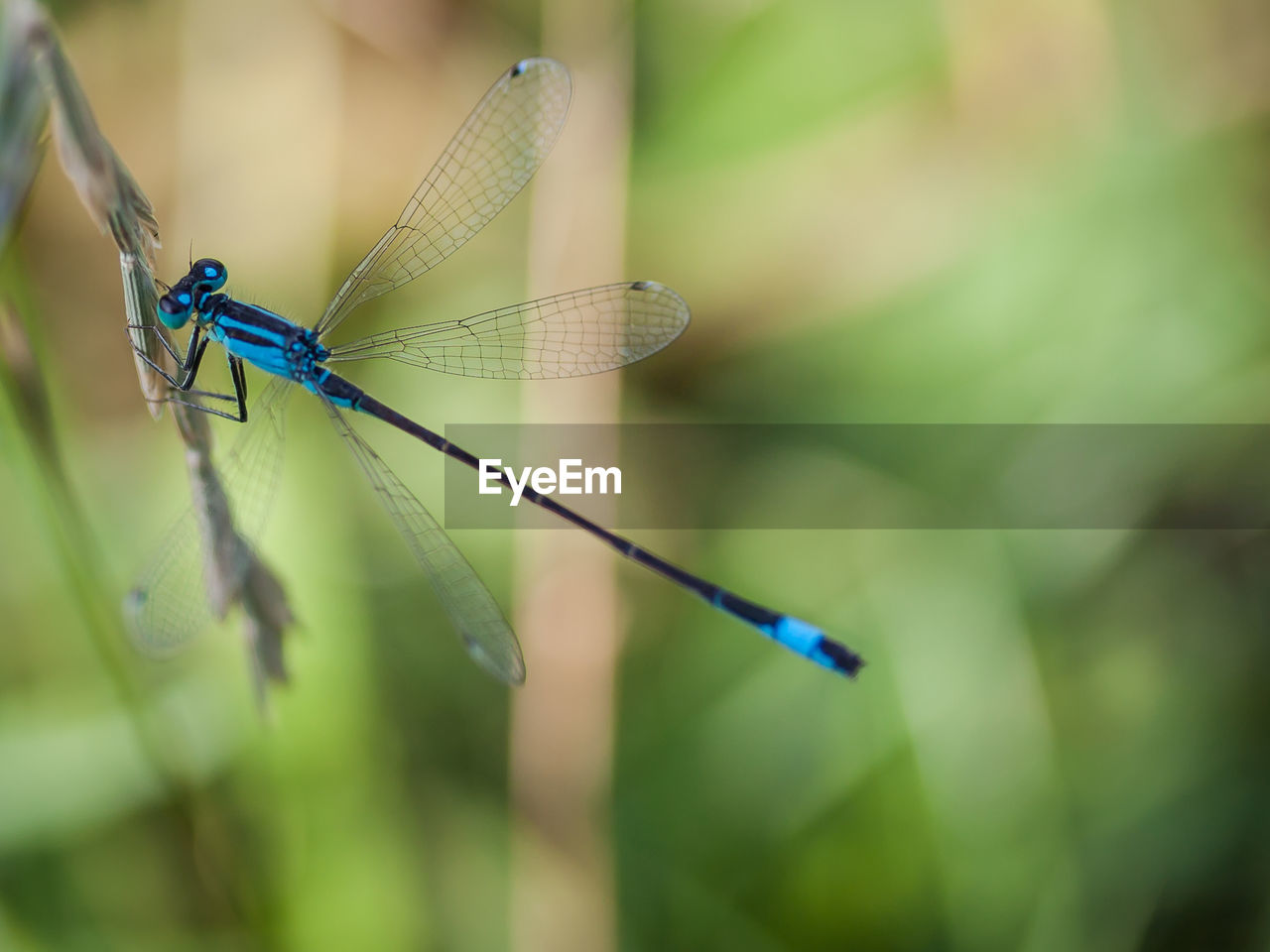 CLOSE-UP OF INSECT