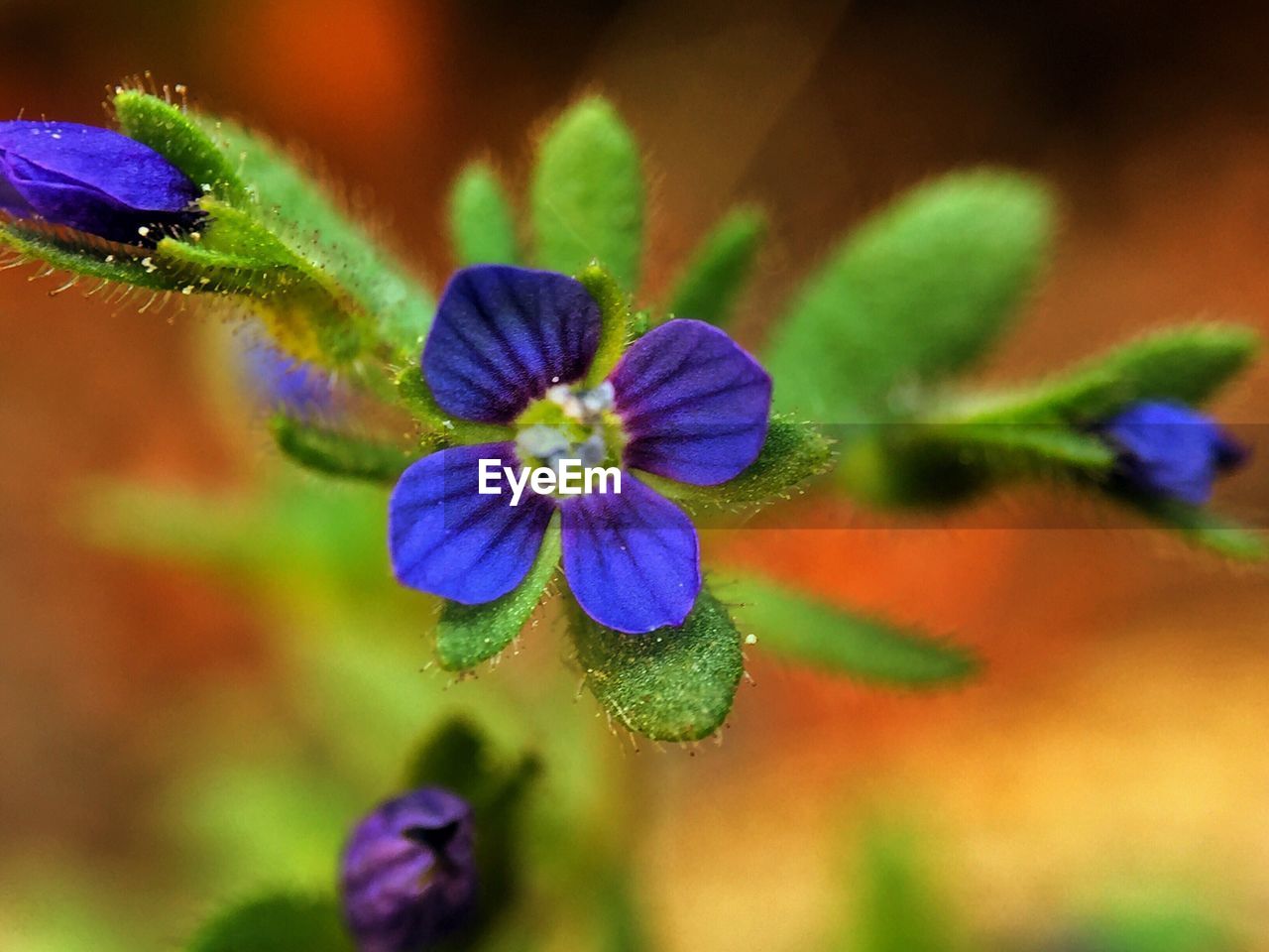 CLOSE-UP OF PURPLE FLOWERS BLOOMING OUTDOORS