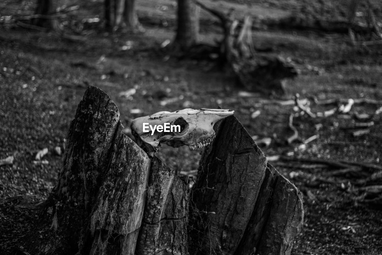 Skull on wood at forest