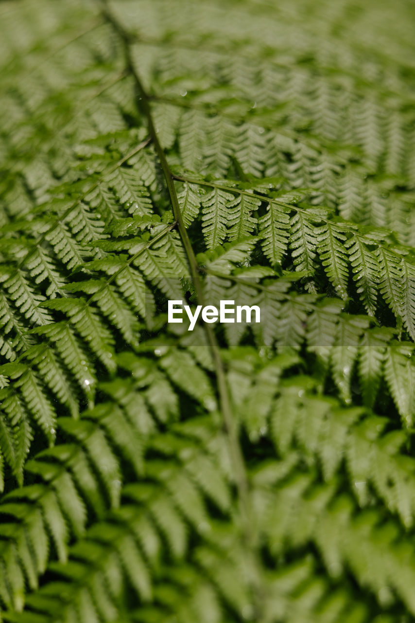 Detail of a fern leaf, la palma, canary islands, spain