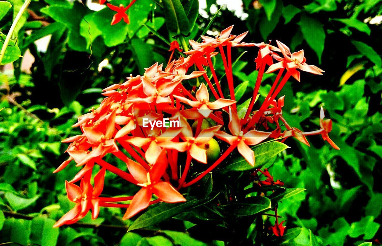 CLOSE-UP OF RED FLOWERS ON PLANT