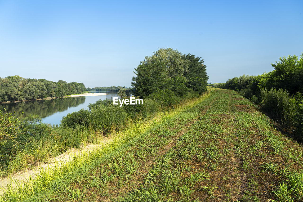 PLANTS GROWING ON LAND