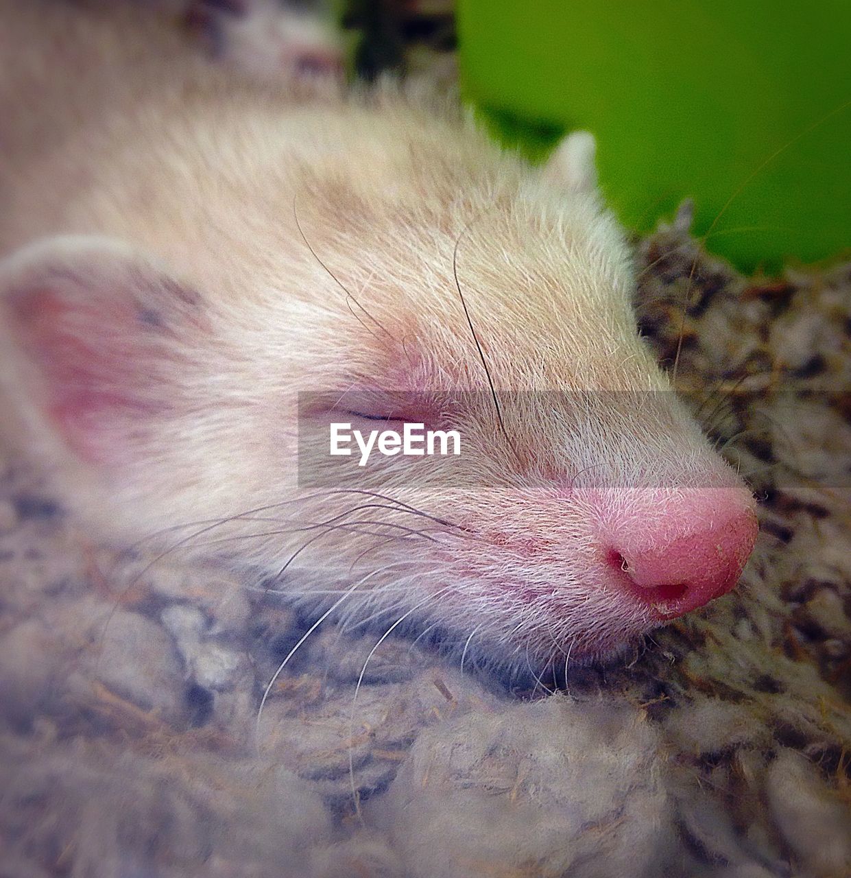 Close-up of ferret sleeping outdoors