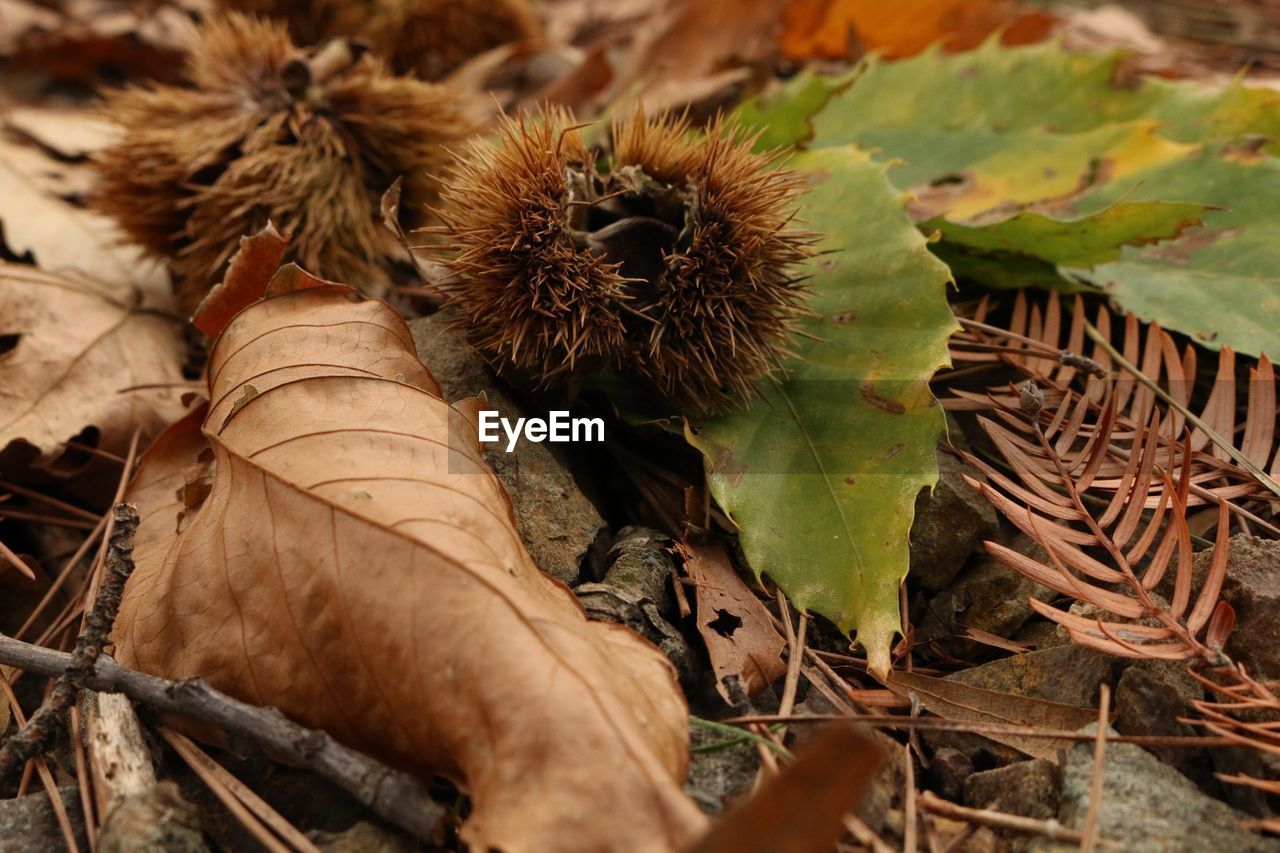 Close-up of dried leave and chesnut 