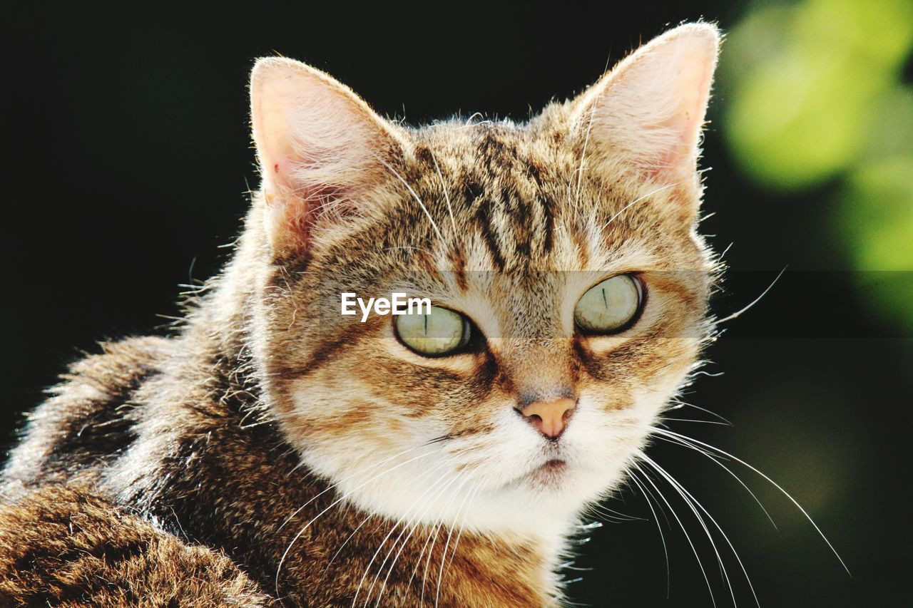 CLOSE-UP PORTRAIT OF CAT AGAINST BLACK BACKGROUND