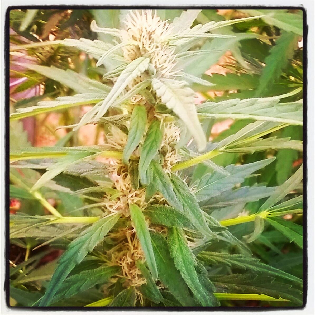 CLOSE-UP OF FRESH GREEN PLANTS