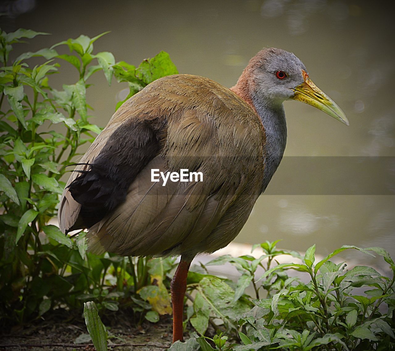 Giant wood-rail portrait