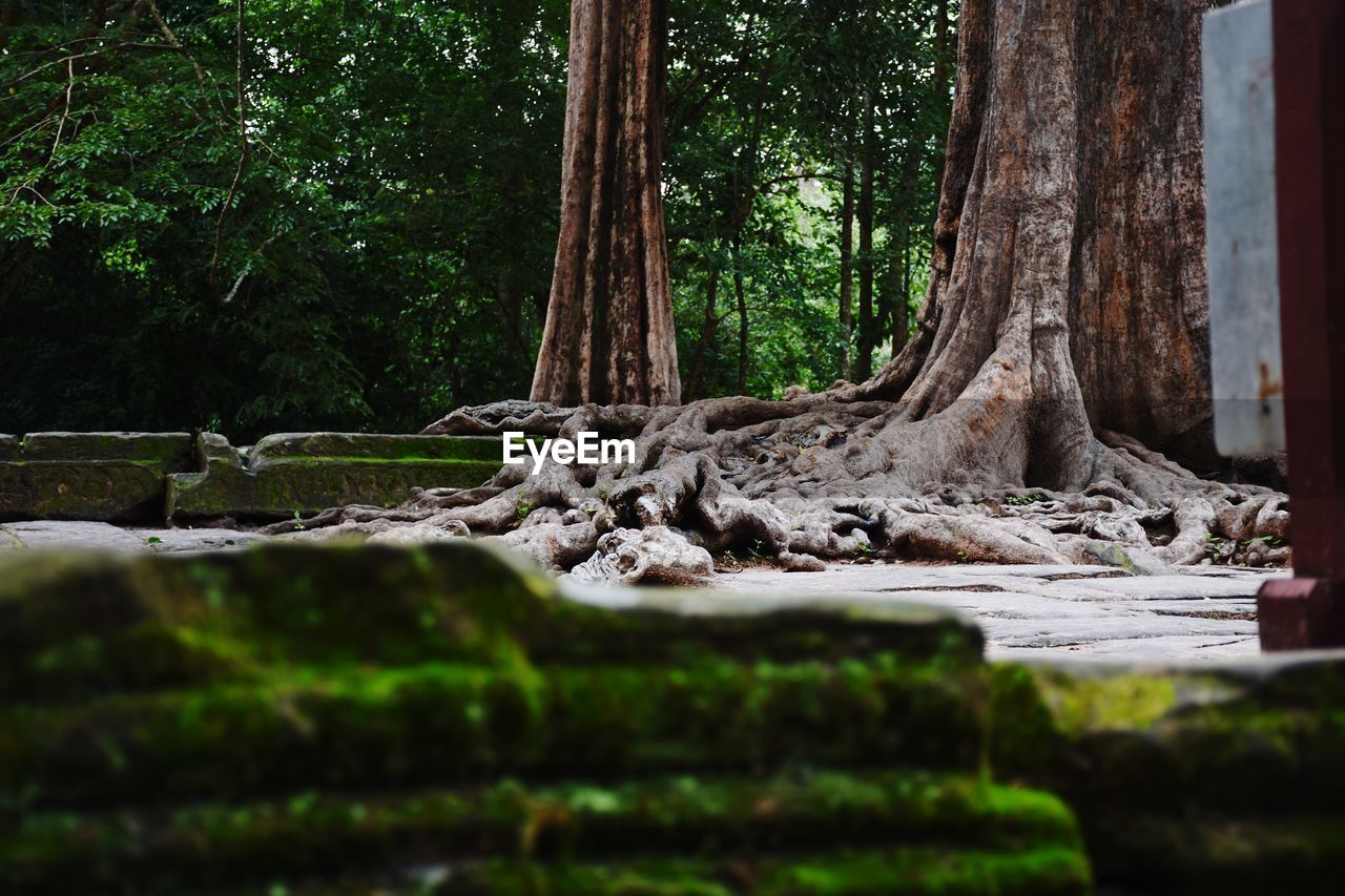 Trees growing in forest