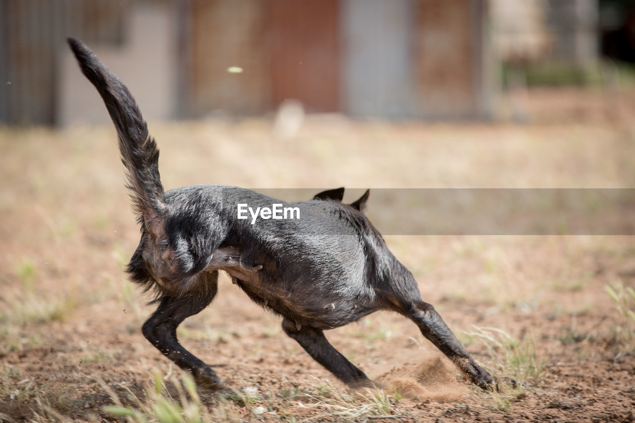 Dog on field