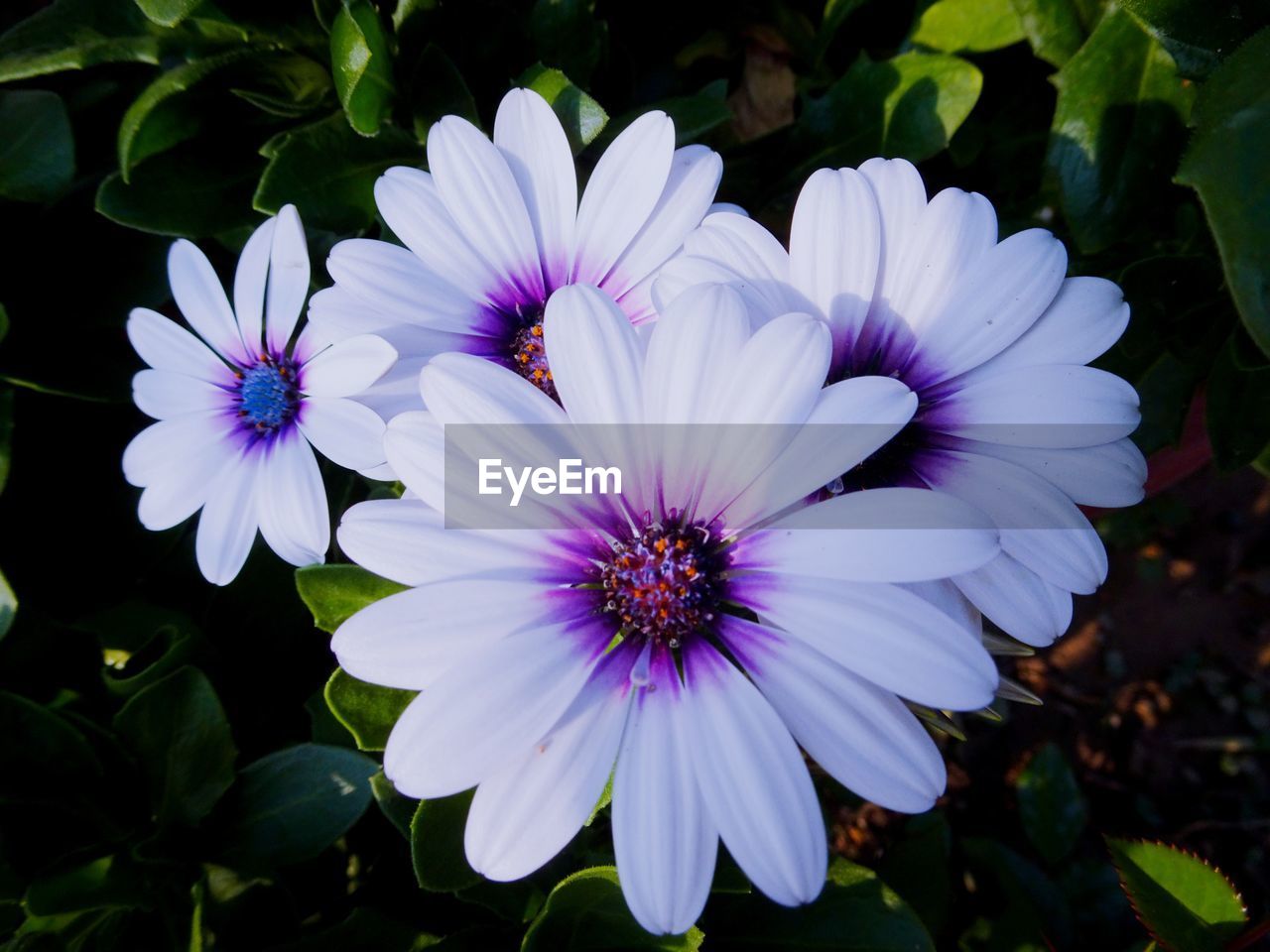 HIGH ANGLE VIEW OF PURPLE FLOWER