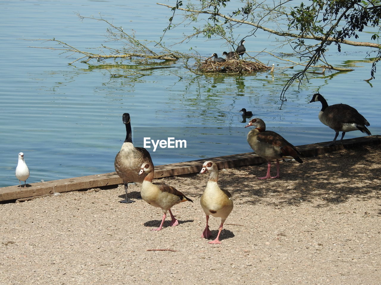 DUCKS AT LAKESHORE