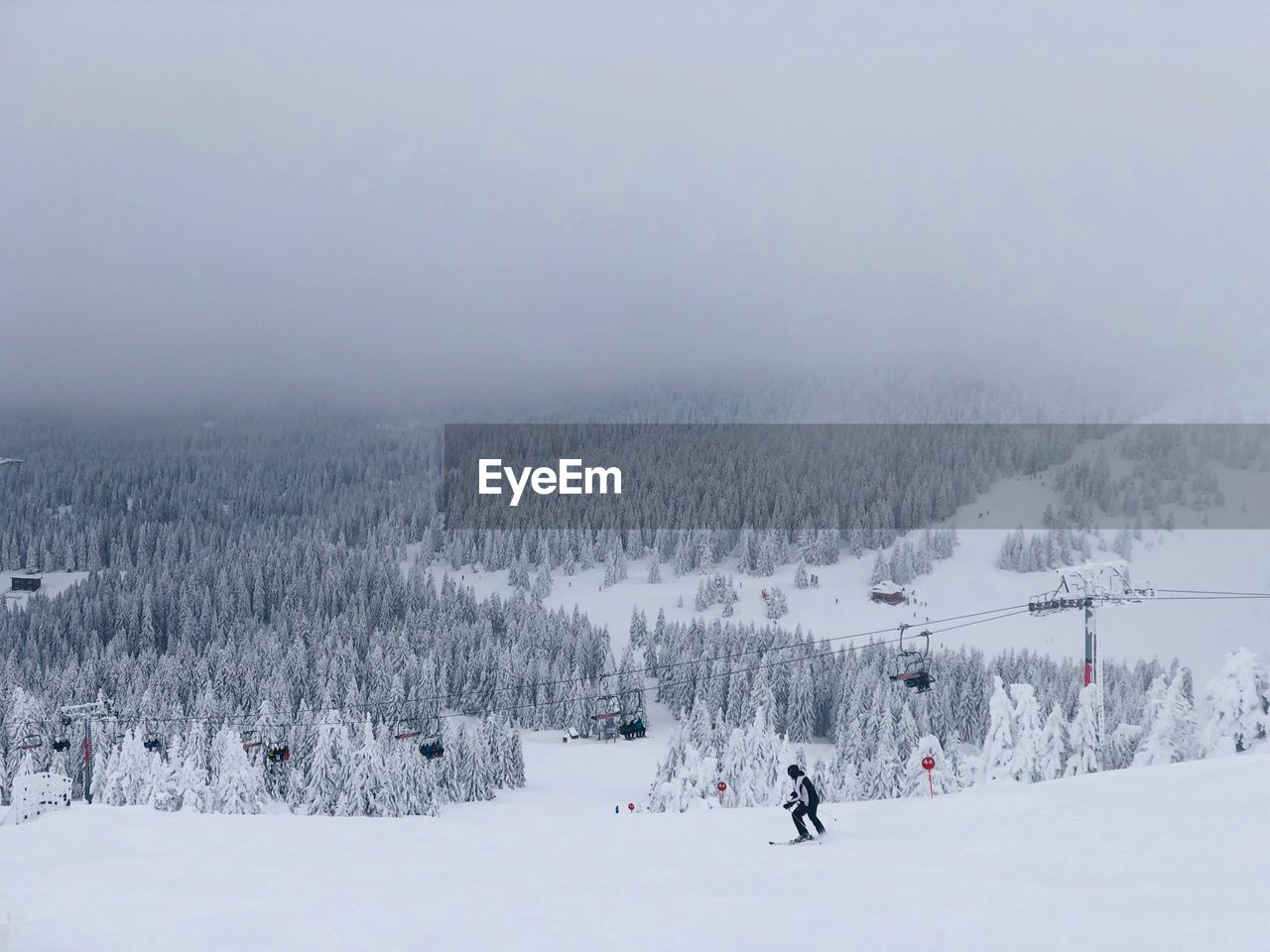 Skier on the slope surrounded by forest of evergreen trees