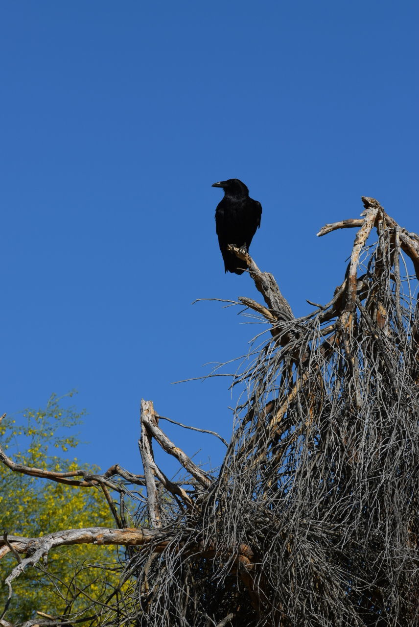 LOW ANGLE VIEW OF BIRD PERCHING ON TREE AGAINST BLUE SKY