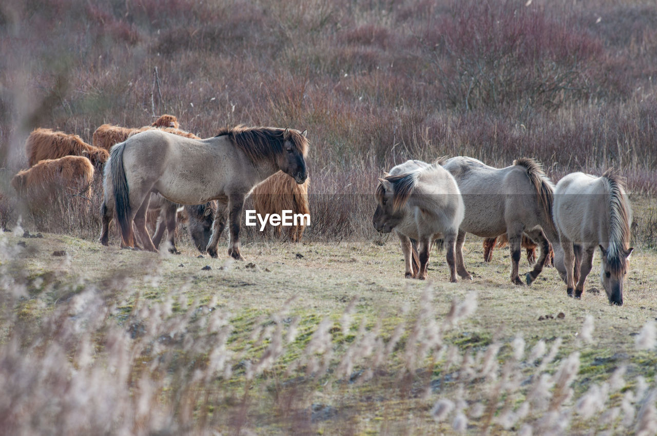 Horses in a field