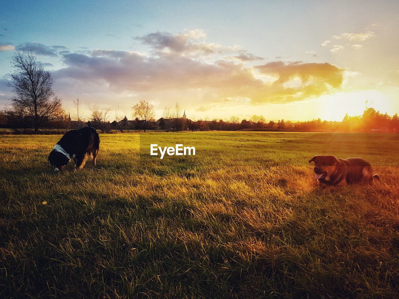 Dogs on field against sky during sunset