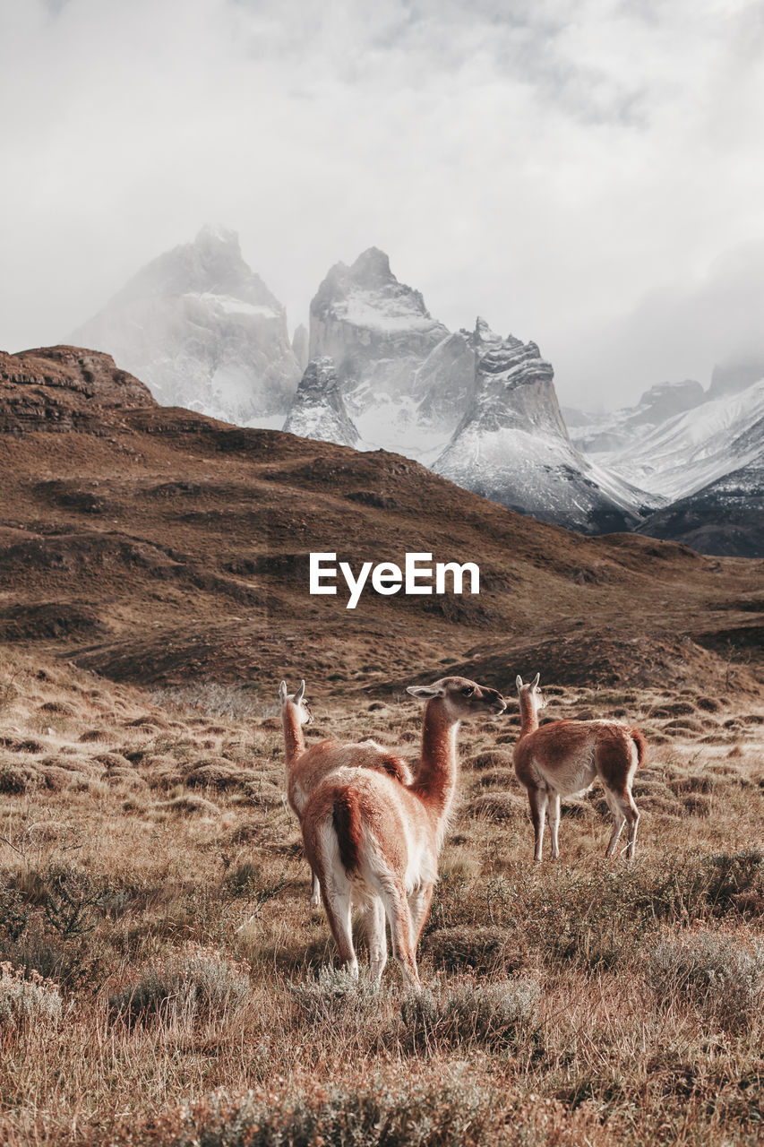 Guanacos standing on field against mountains