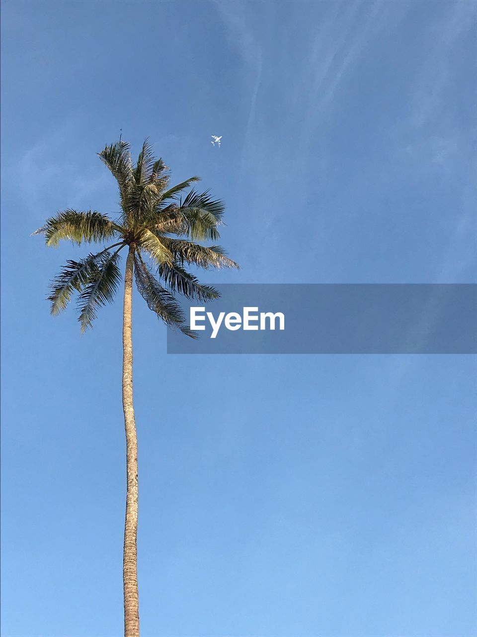 LOW ANGLE VIEW OF COCONUT PALM TREE AGAINST SKY
