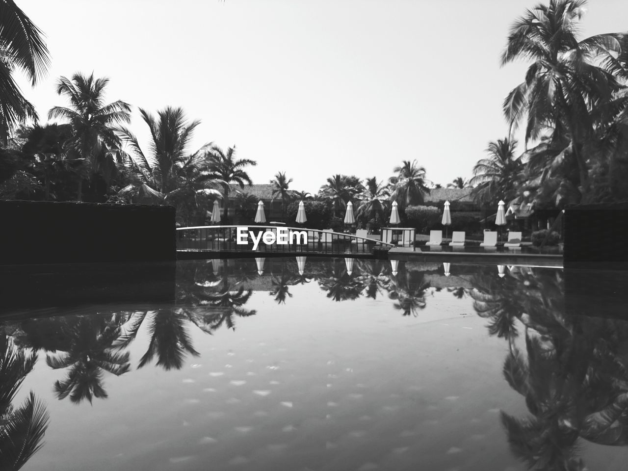 REFLECTION OF PALM TREES IN SWIMMING POOL