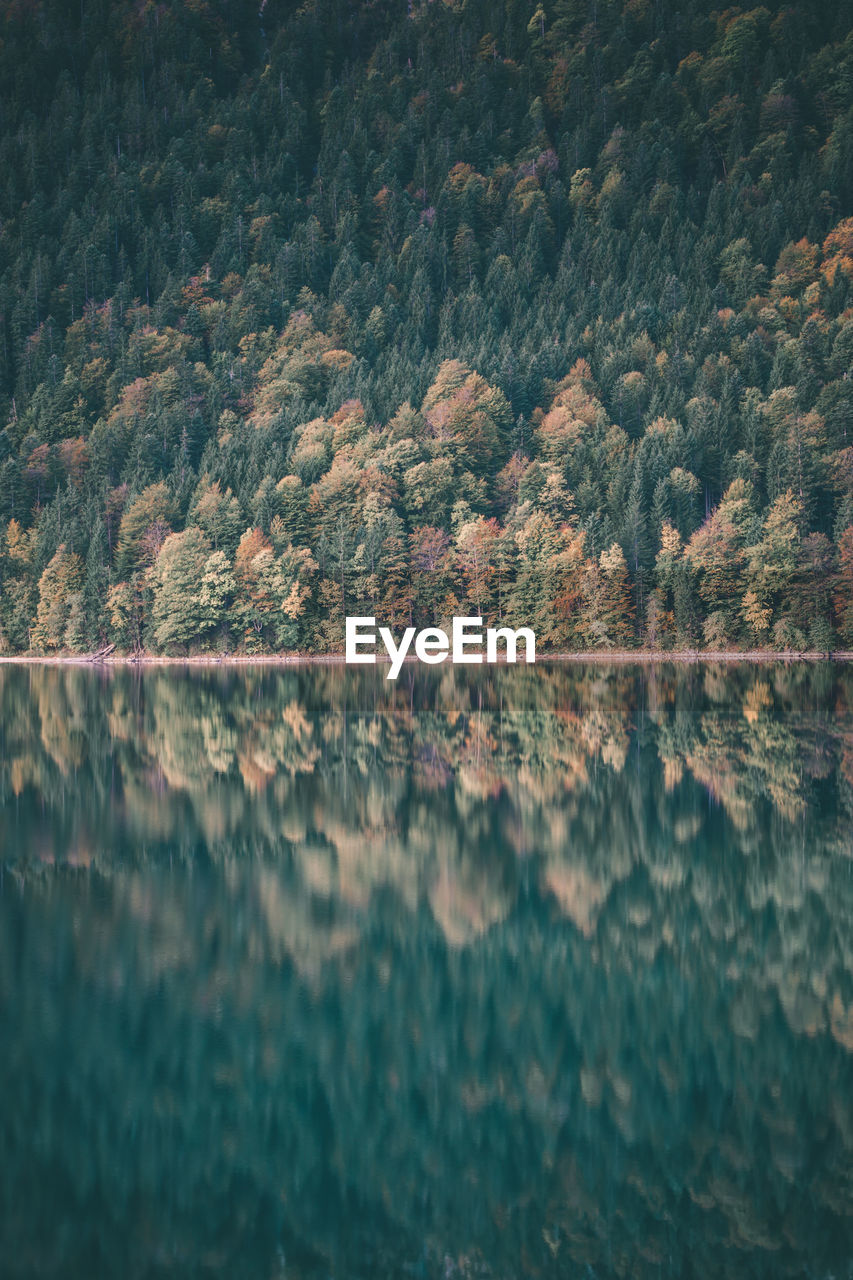 Reflection of trees in lake