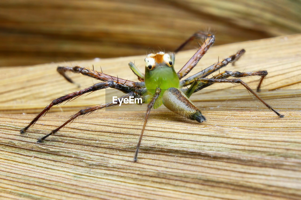 CLOSE-UP OF SPIDER ON WEB