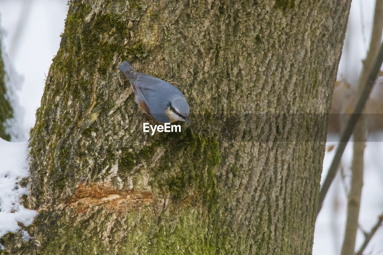 BIRD PERCHING ON TREE