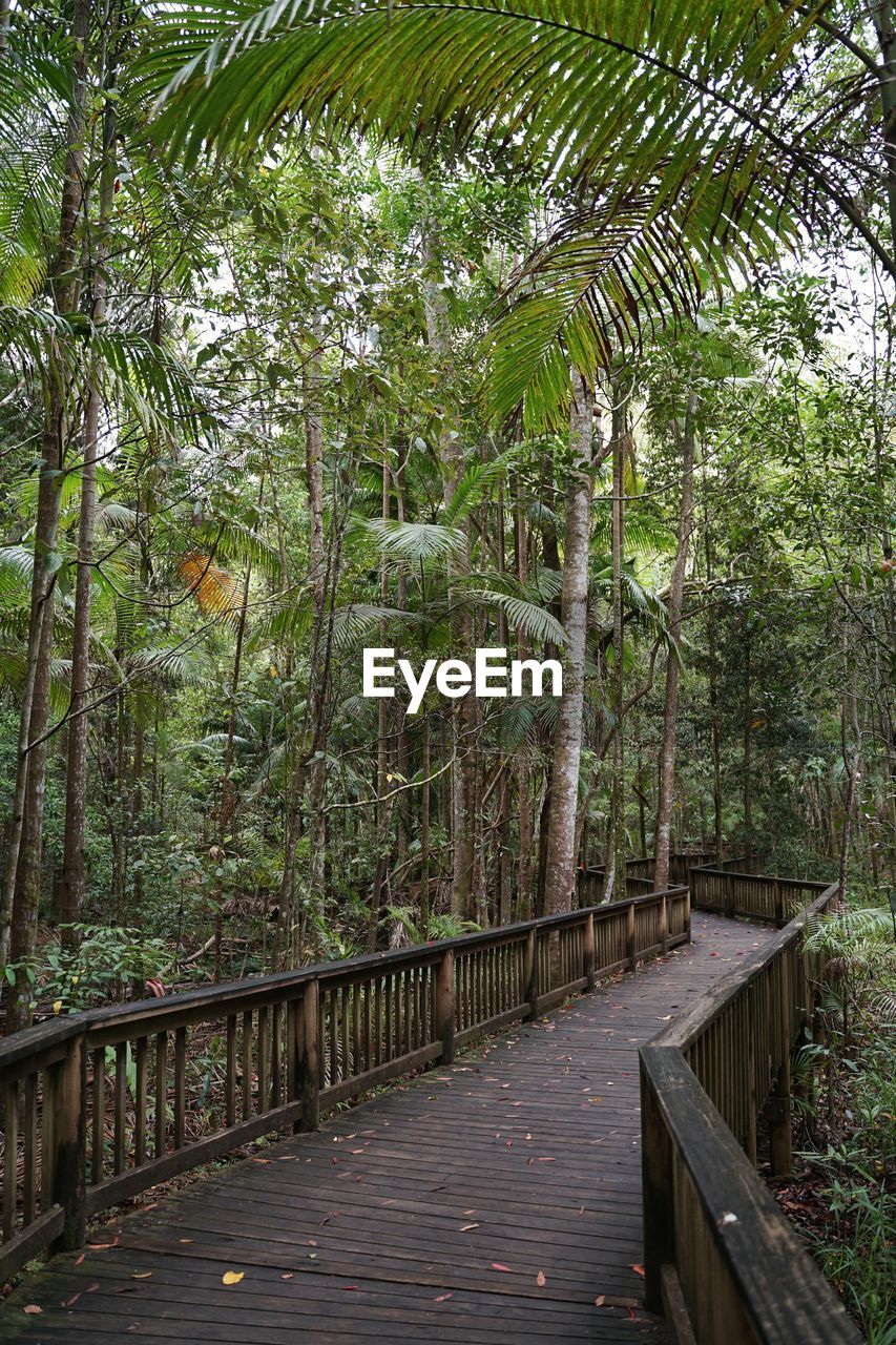 FOOTBRIDGE IN FOREST