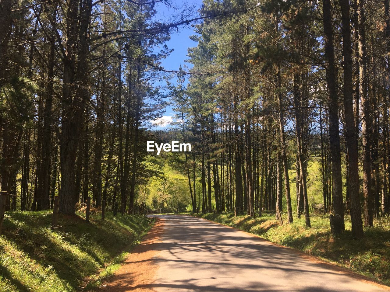 Empty road along trees in forest