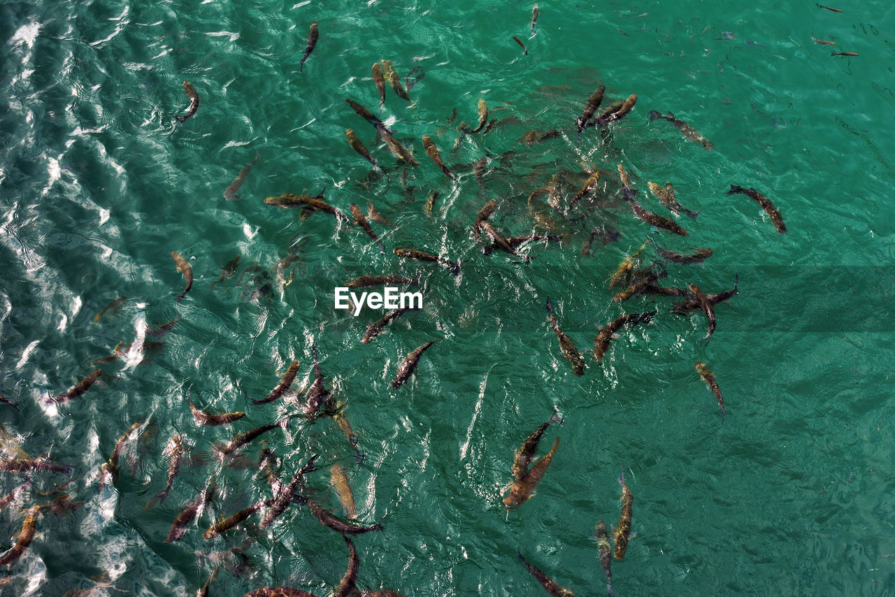 High angle view of fish swimming in sea