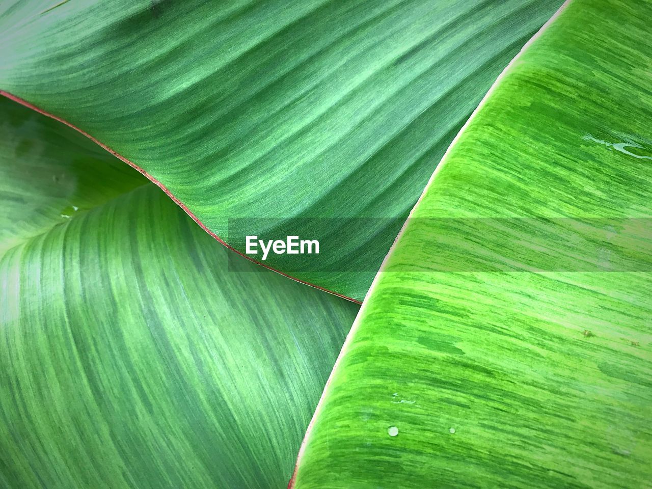 Close up beautiful fresh green banana leaves background and texture space for design