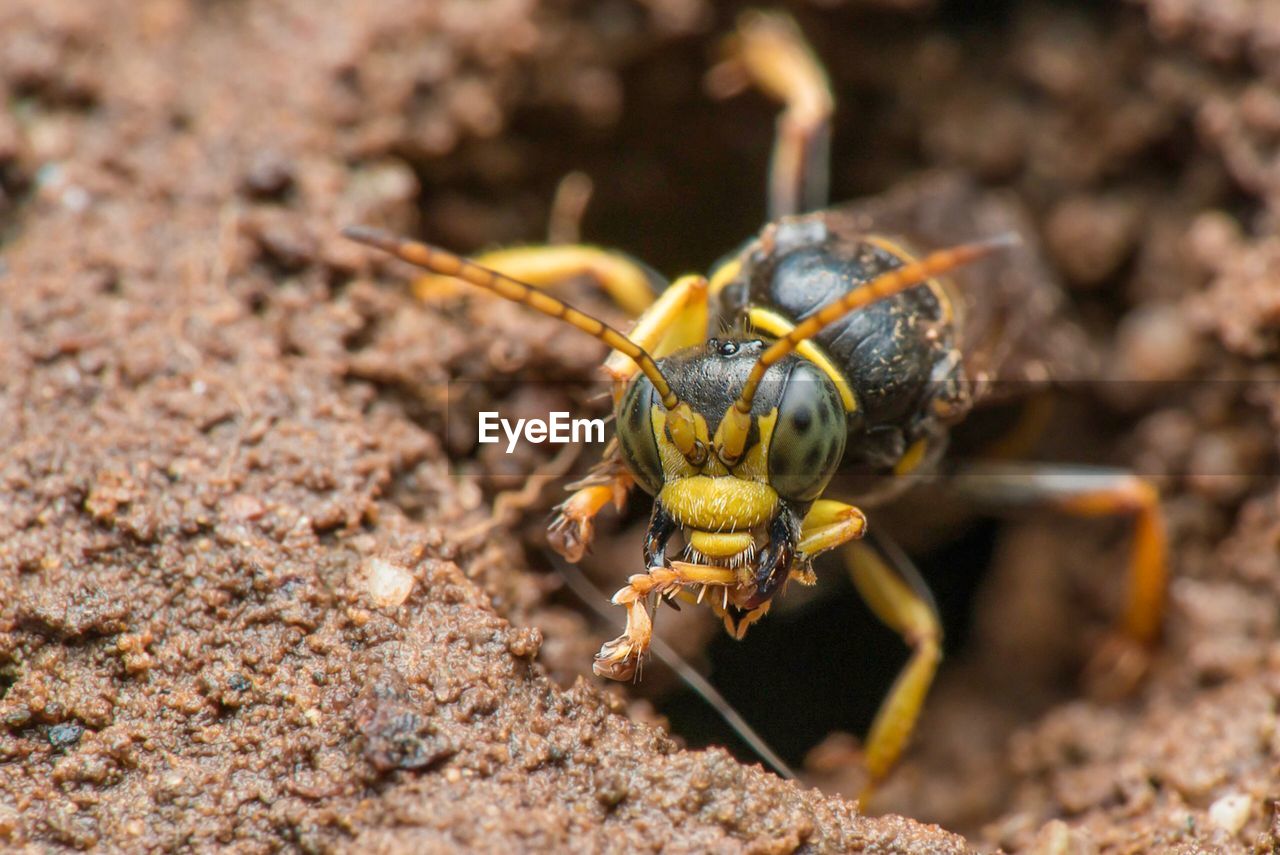CLOSE-UP OF HONEY BEE