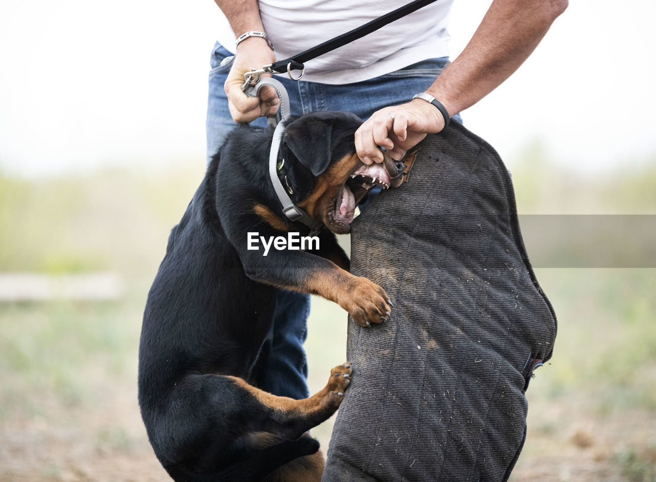 MIDSECTION OF MAN HOLDING DOG