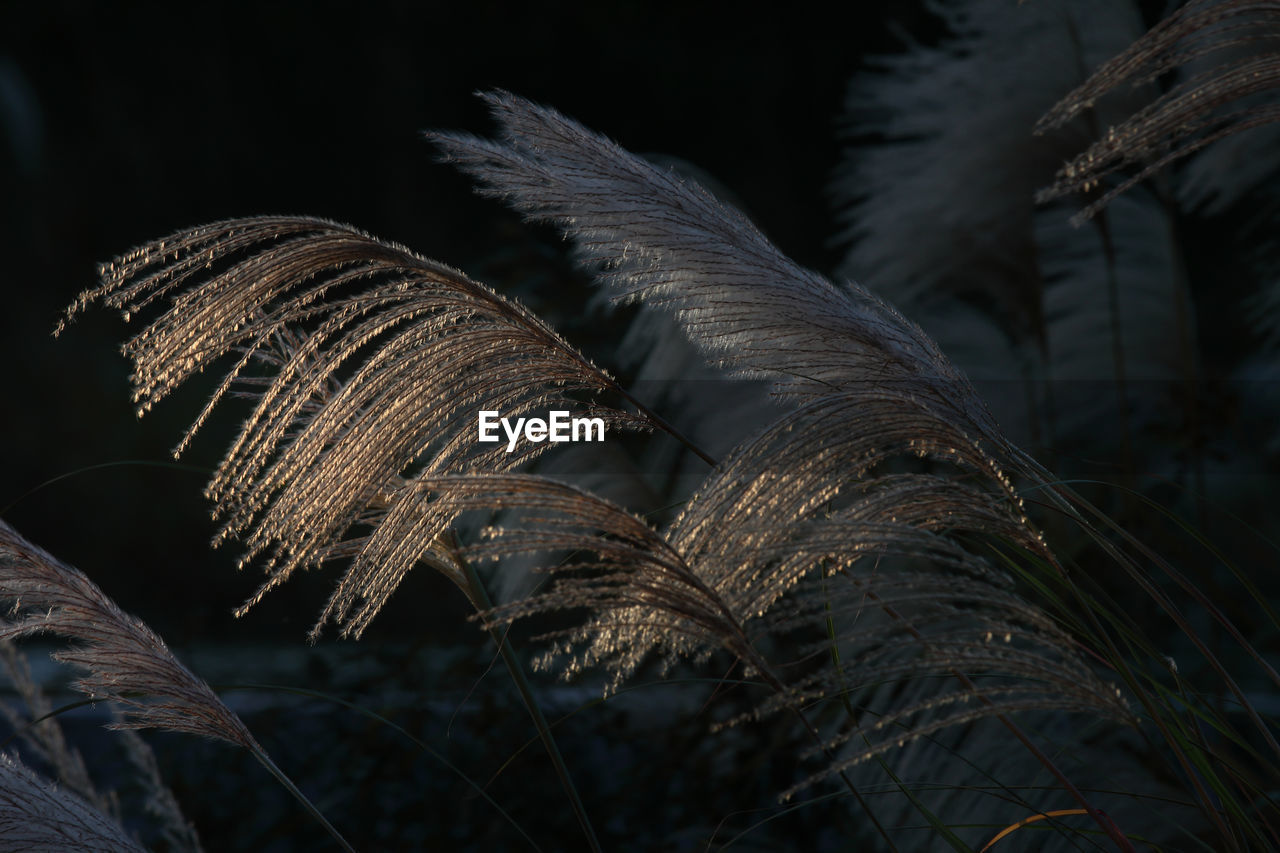 Close-up of dry plant on field at night