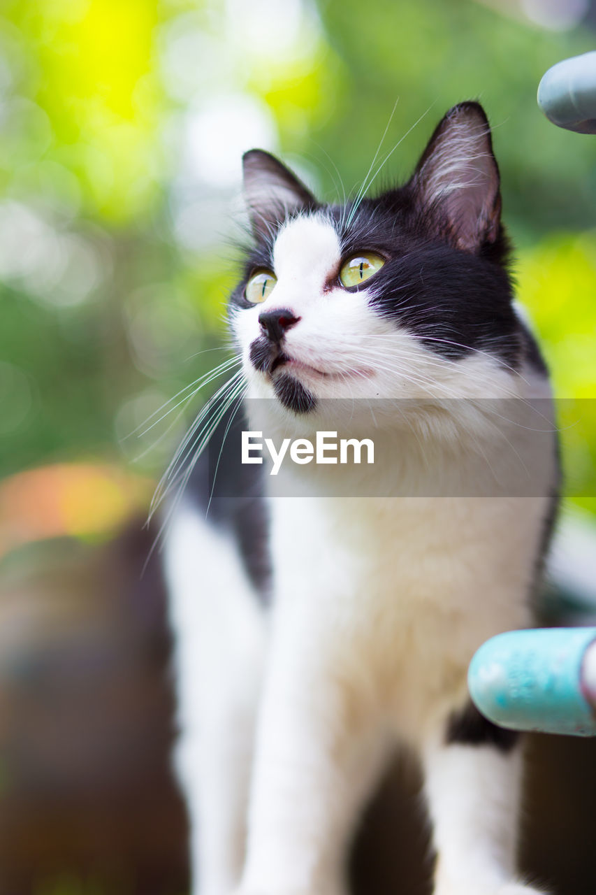 Close-up of cat outdoors