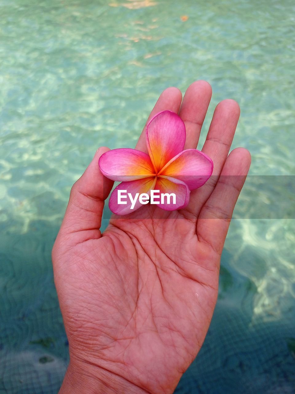 Cropped hand of woman holding flower on the pool in bali island