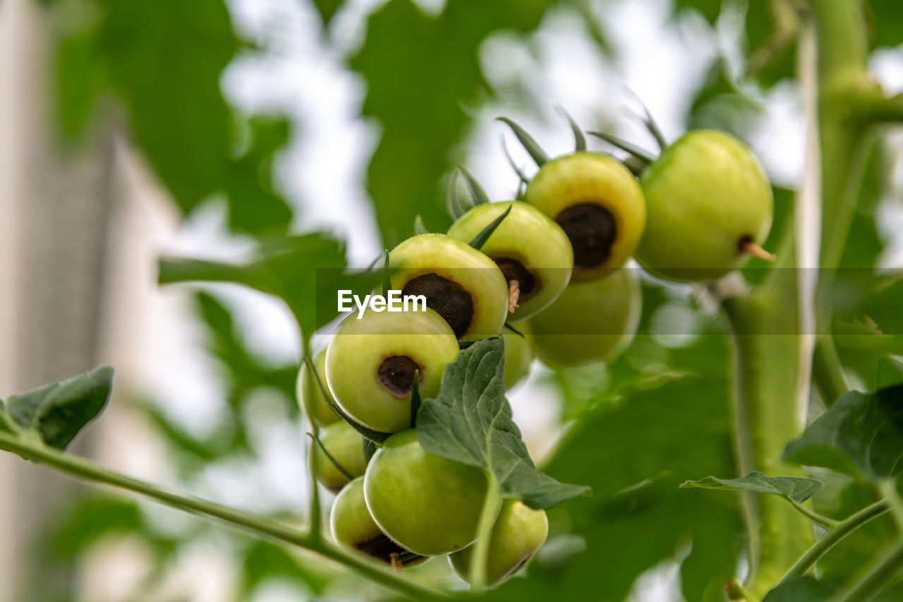 Still green, unripe, young tomato fruits affected by blossom end rot