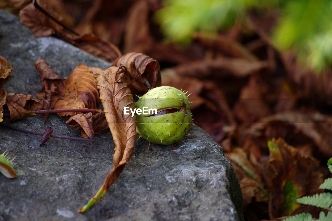 Close-up of fresh green conker 