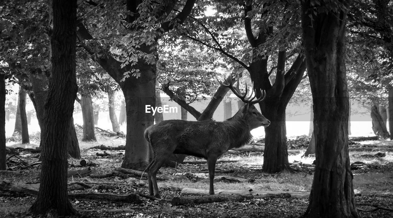 Stag standing on field in forest