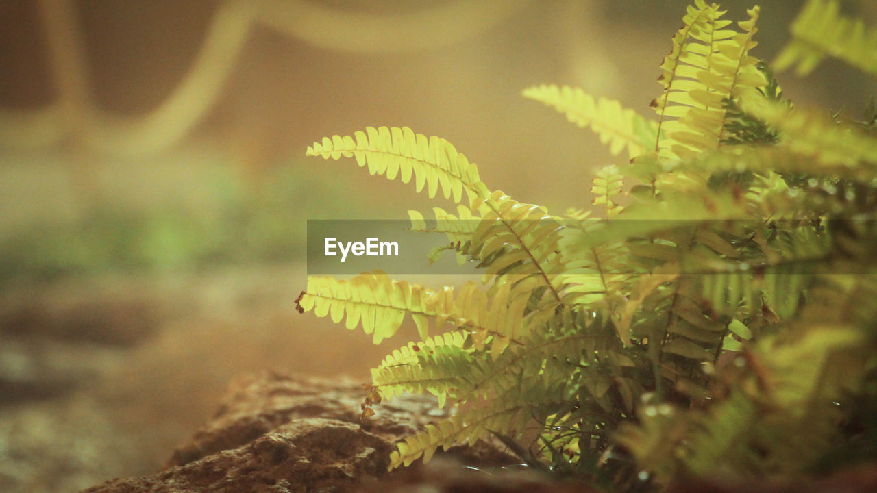 Close-up of fern leaves on tree