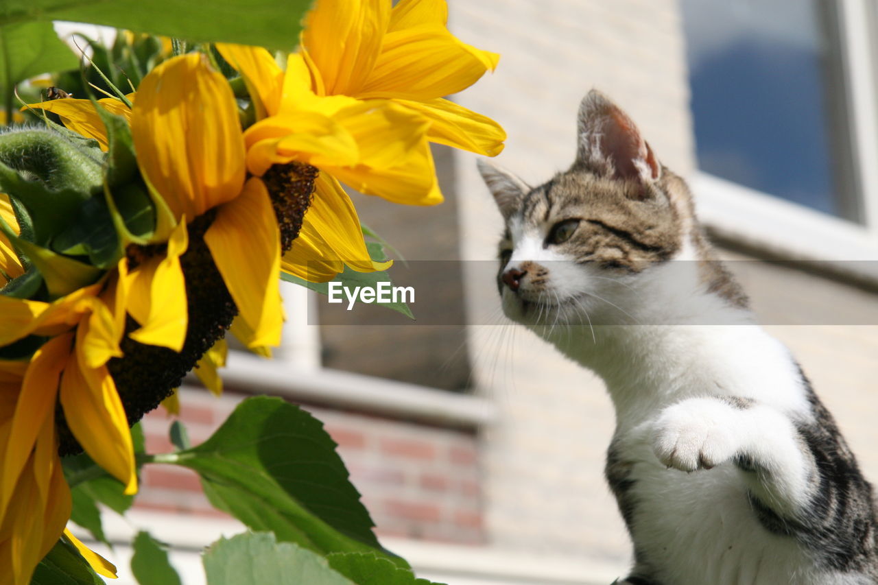 Close-up of cat looking at sunflower