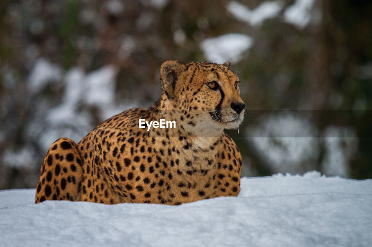 Cheetah on snow