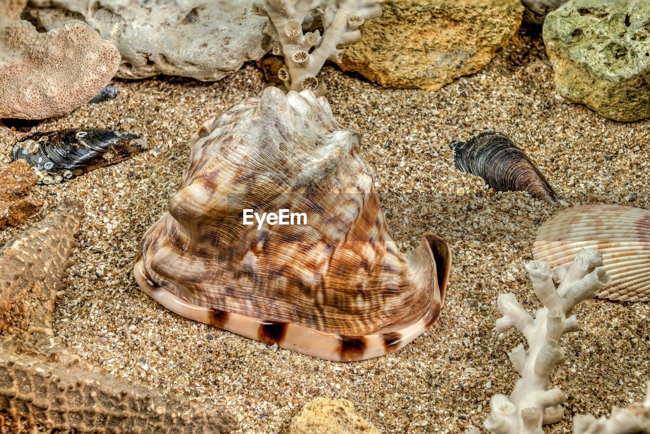 Caribbean king helmet sea snail shell cassis tuberosa on a sand underwater