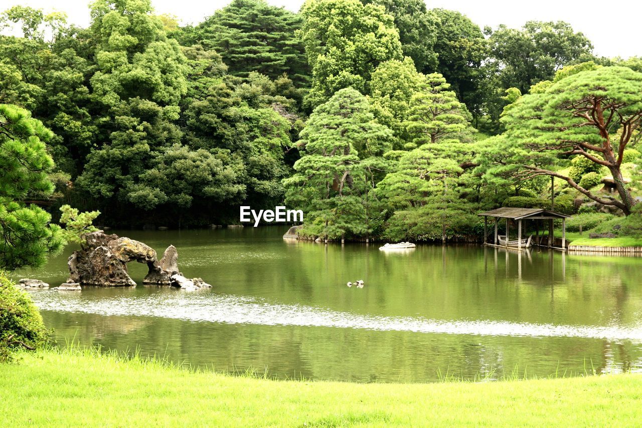 VIEW OF A LAKE WITH TREES IN THE BACKGROUND