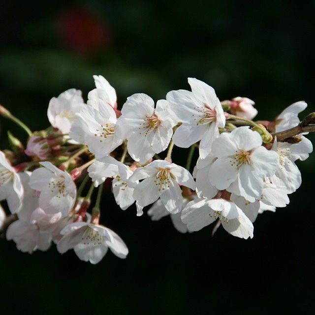 CLOSE-UP OF WHITE FLOWERS BLOOMING IN PARK