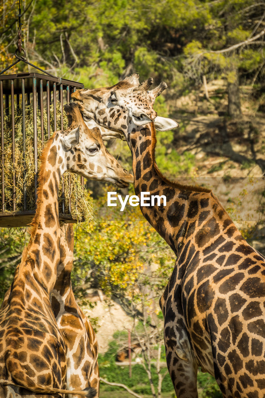 CLOSE-UP OF GIRAFFE AGAINST TREE