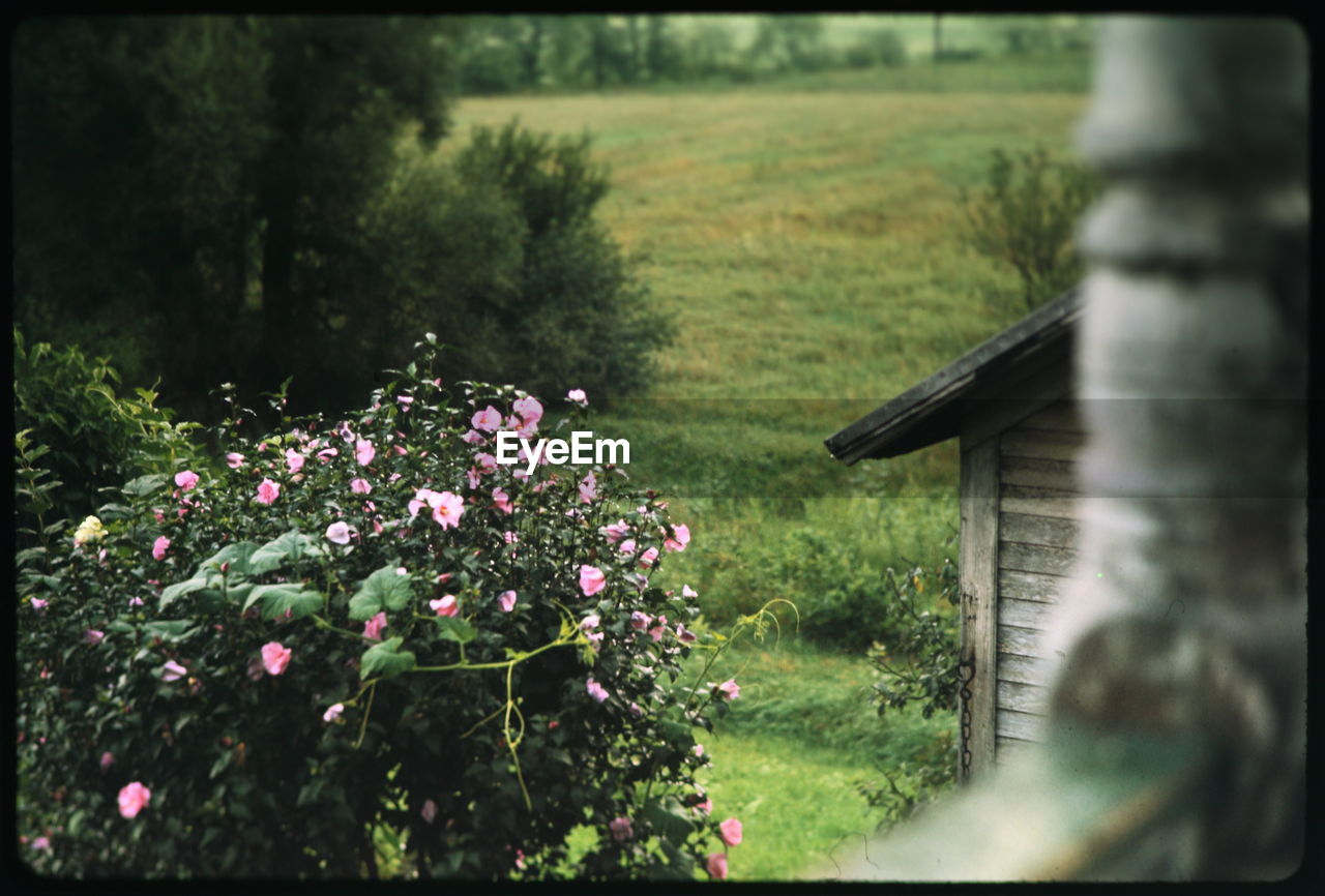 PINK FLOWERS BLOOMING ON FIELD