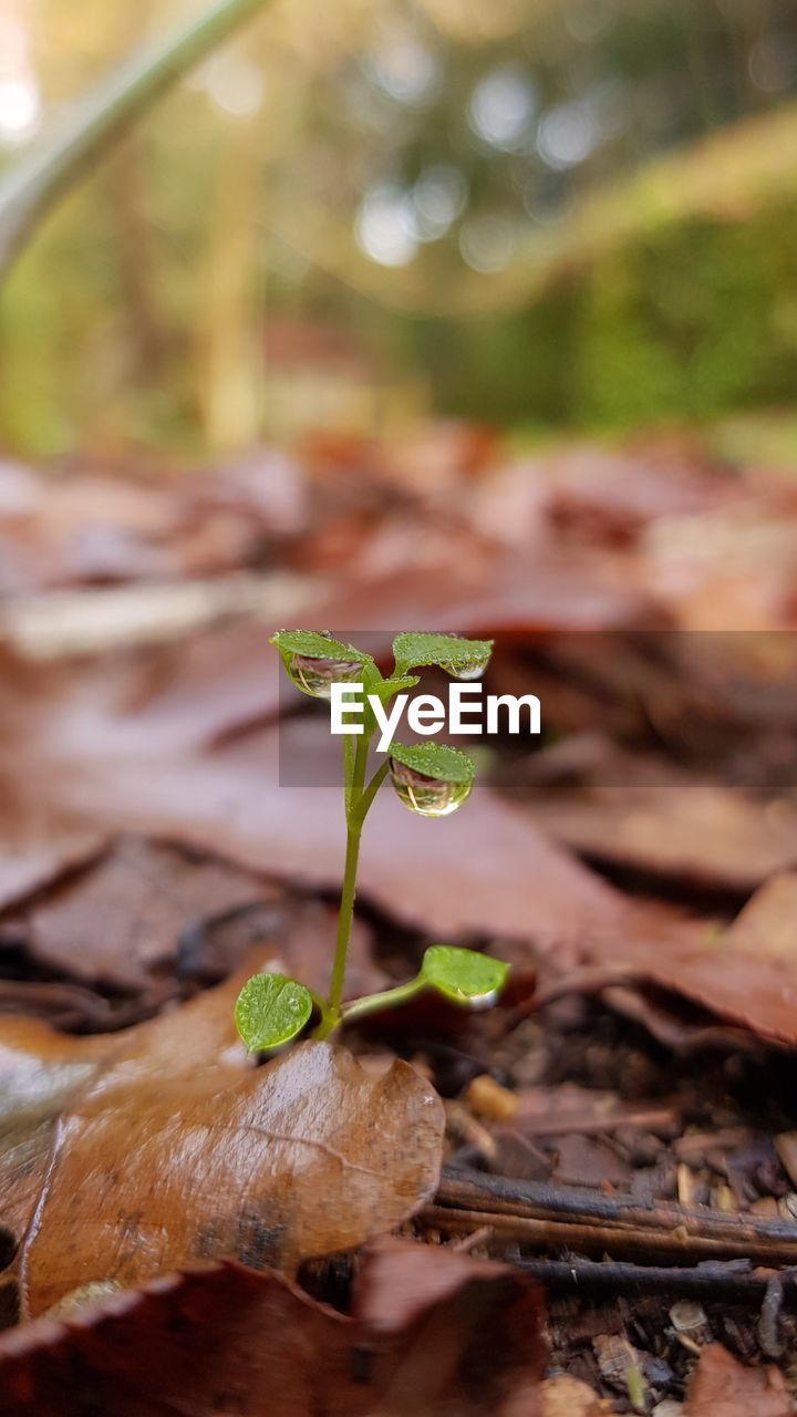 Close-up of plant growing on field