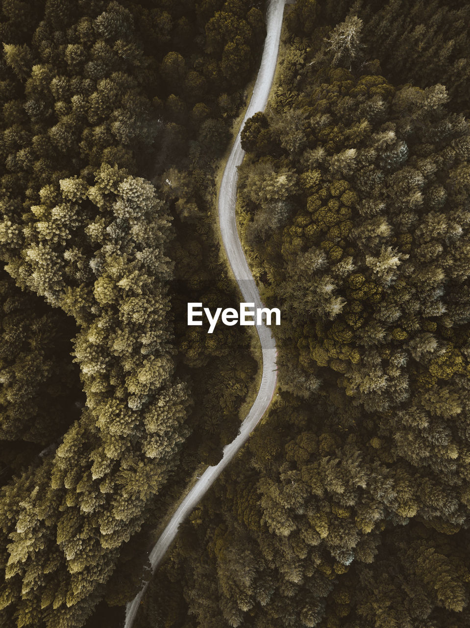 High angle view of road through trees