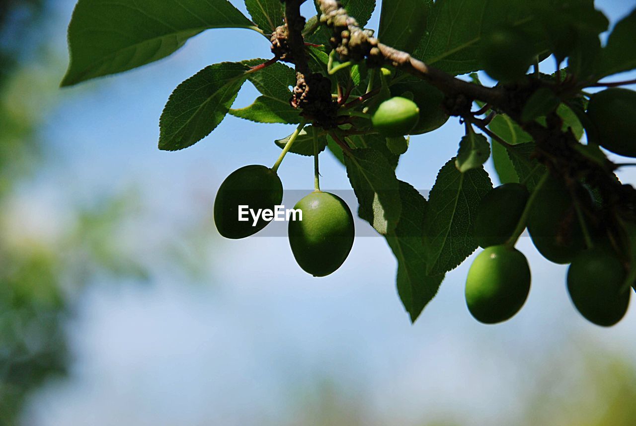 Close-up of fruits growing on tree